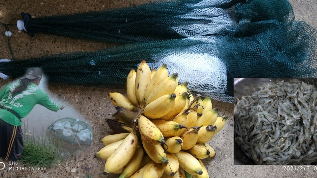 UMPAN TERBAIK BUBU PAYUNG UDANG MASUK SEPERTI KONDANGAN /UDANG MILLENIUM