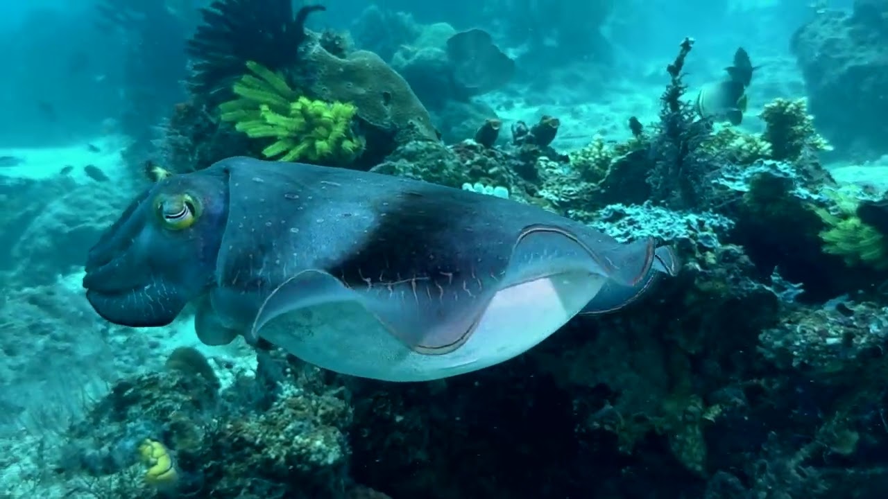 50 Amazing Raja Ampat Dives in 5 Minutes!
