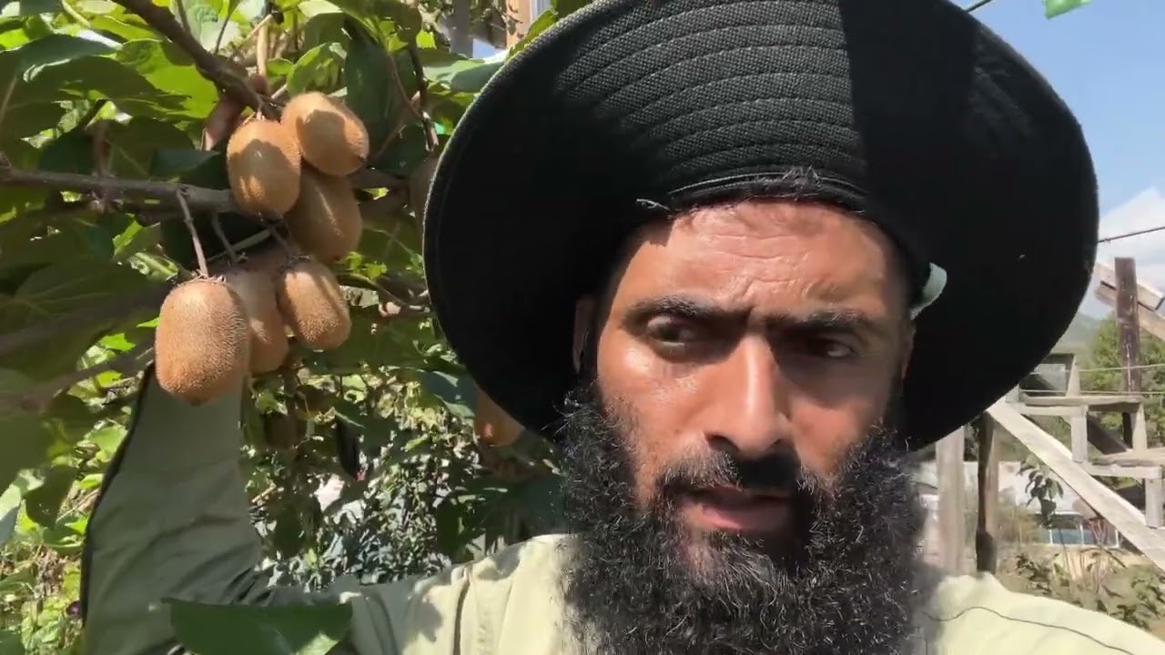Huge potential of kiwi fruit in jammu and Kashmir 