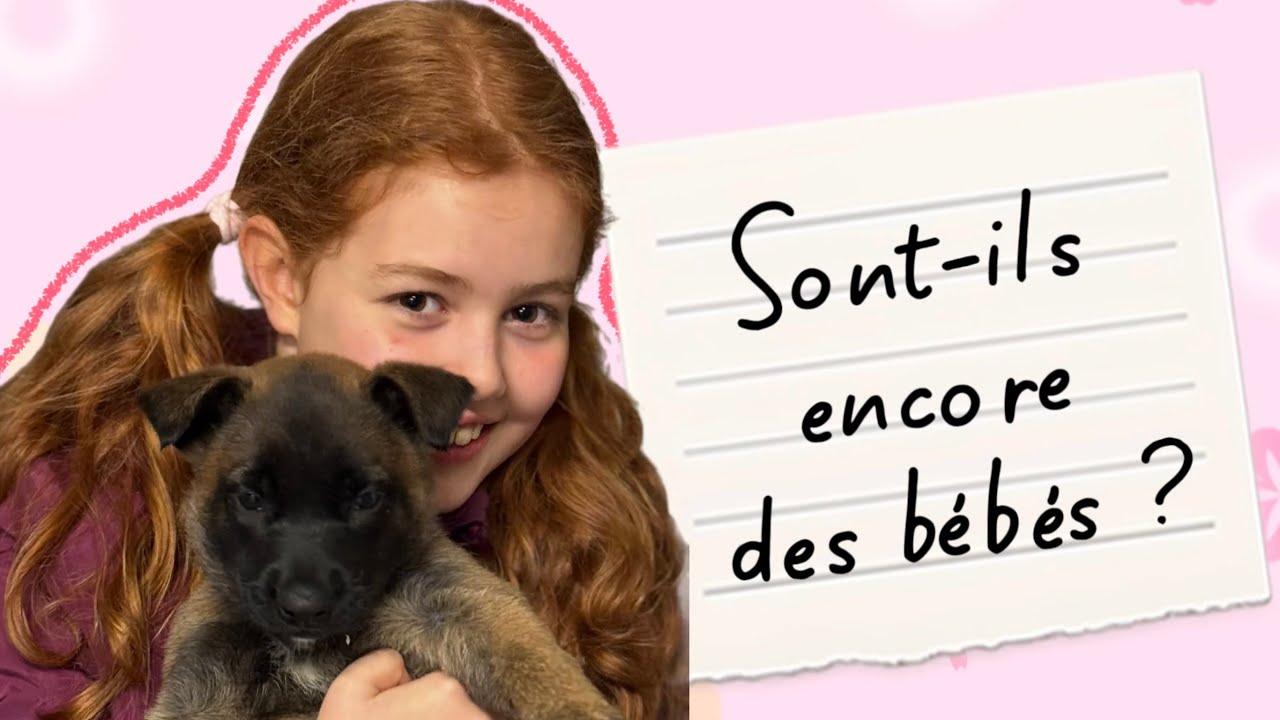 😱 Vous vous trompez ! Nos CHIOTS MALINOIS ne doivent pas être considérés comme des peluches 🧸 💥