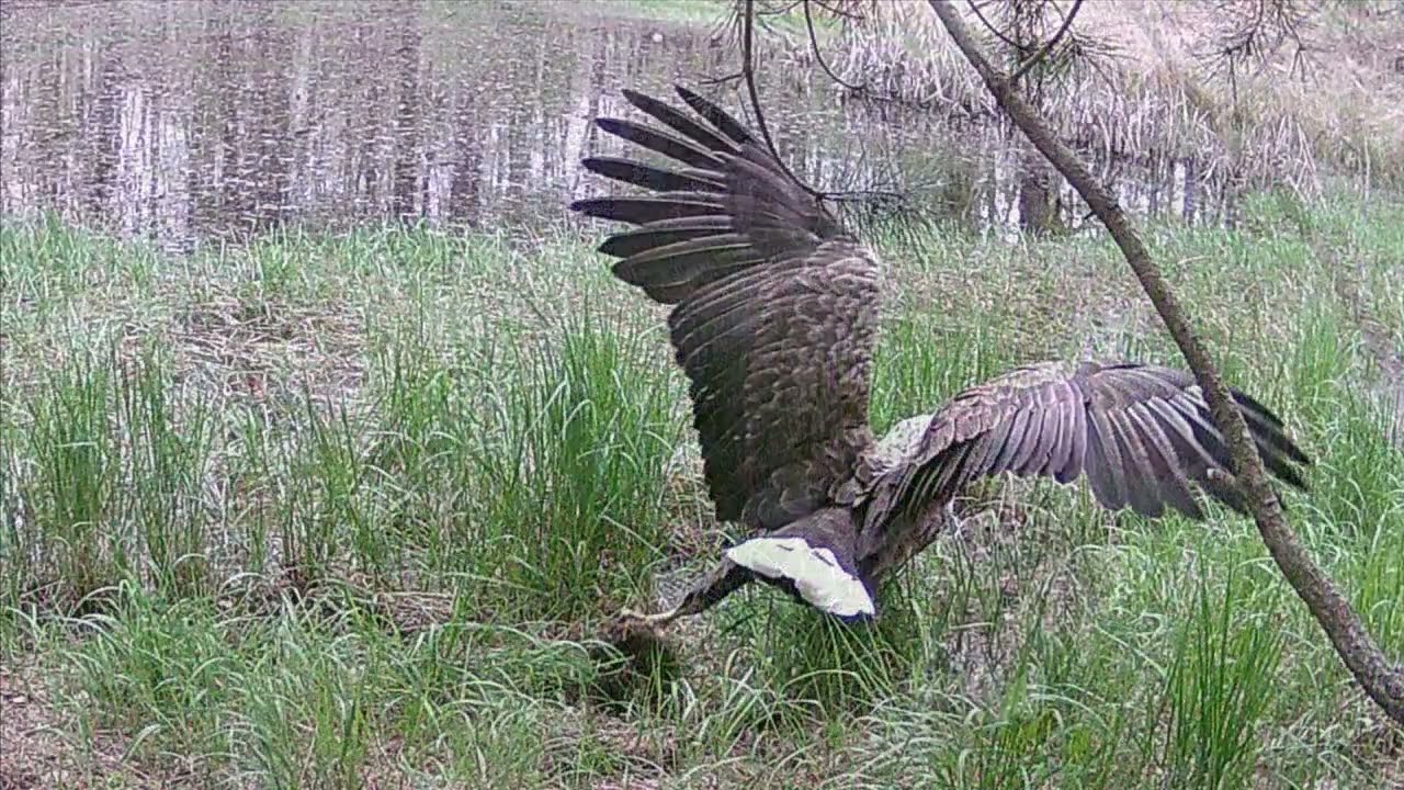 Geheime Aktivitäten März/April 2025 in der Altmark an einem kleinen Teich.