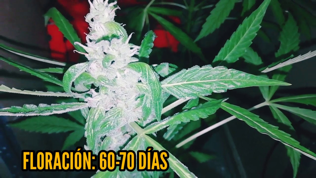 Auto Nefertiti - Pyramid Seeds - (42 D&Iacute;A FLORACI&Oacute;N) 🍋🍇 6TA SEMANA