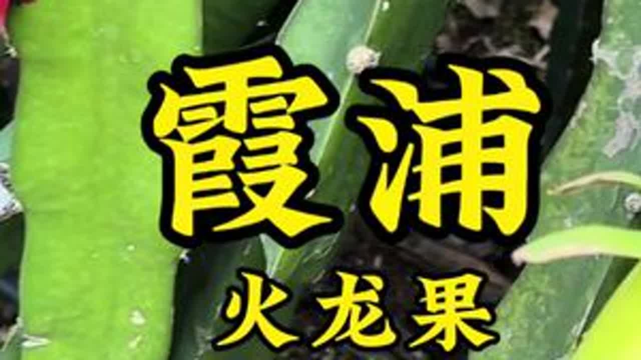 福建霞浦火龙果，解锁了3个新品种，更是找到了拍日出的好机位
