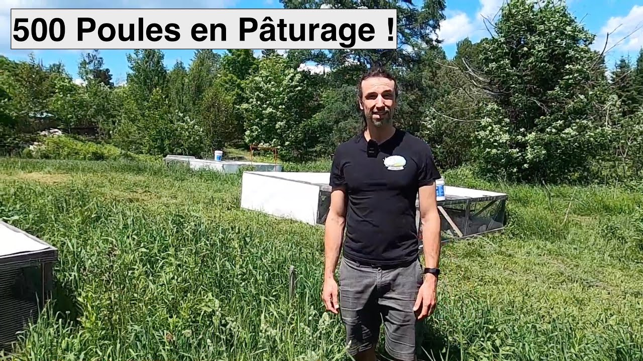 Poules Chantecler & Chicken Tractor | Maître Poulier