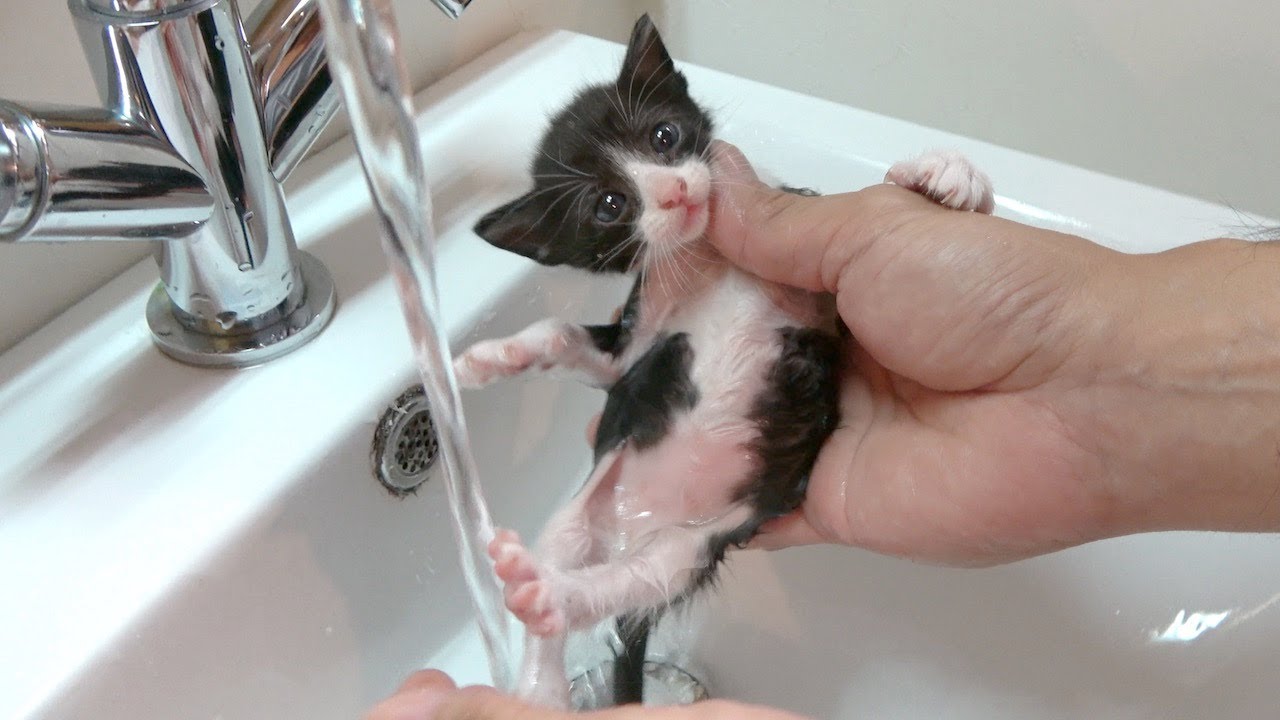 【保護子猫】お外で頑張っていた子猫の初めてのお風呂シャンプー｜⚠︎鳴き声、ノミ閲覧注意｜生後約2週間の子猫のミルクボランティア｜ダンボールの中の小さい大切な命（2日目）2nd｜kitten.cat.