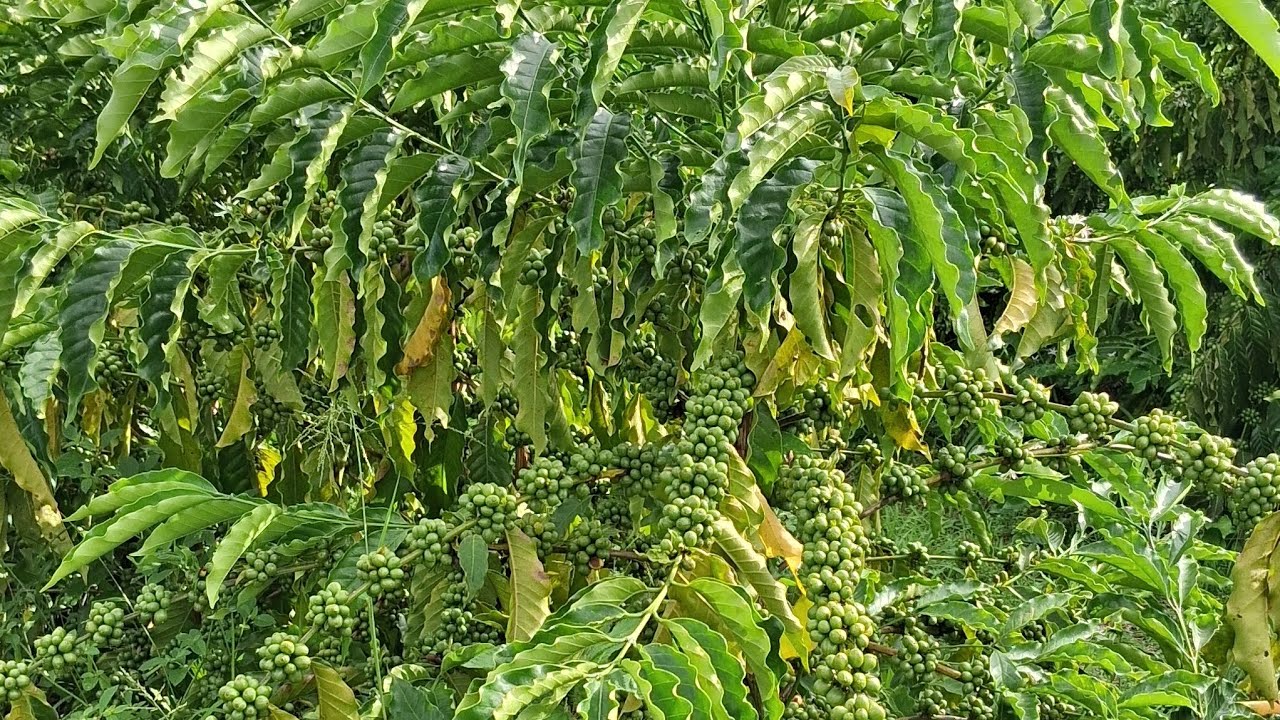 Primeira produção da lavoura de 2 anos , Café robusta amazônico 
