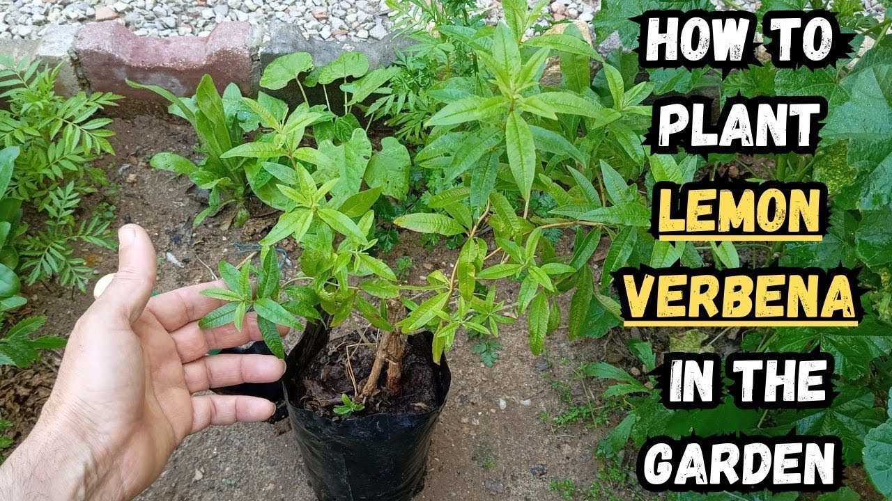 How to Plant Lemon Verbena in The Garden 🌱#lemonverbena #gardening #gardeningtips #gardentips #herbs
