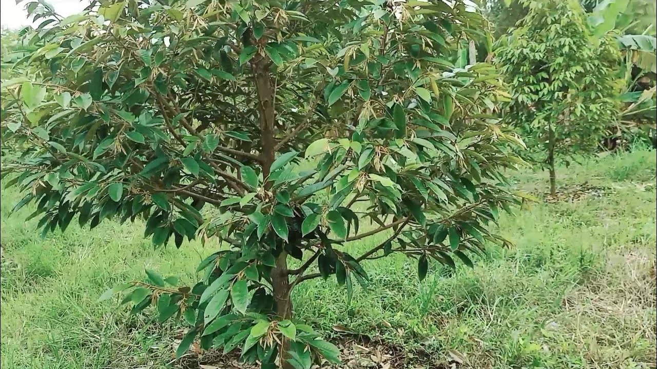 Pruning perdana pohon durian