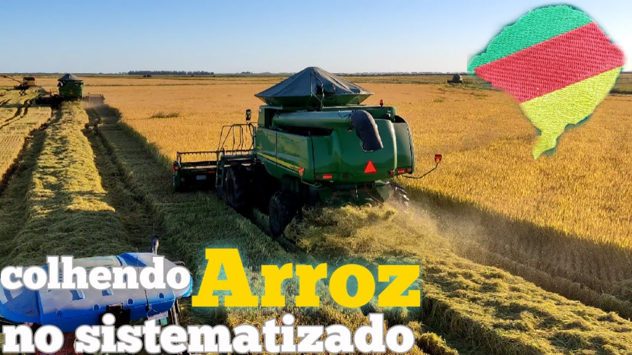 colhendo no sistematizado |  colheita de arroz 🇧🇷
