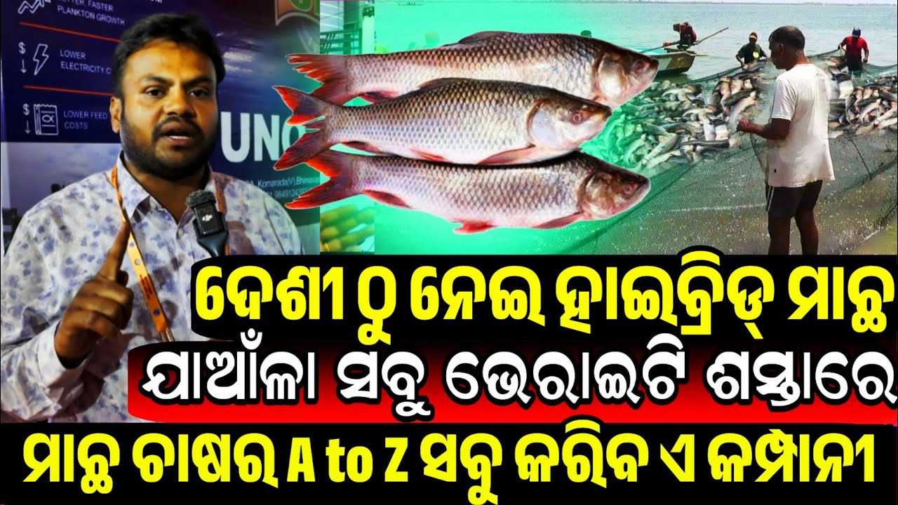 ଦେଶୀ ଠୁ ନେଇ ହାଇବ୍ରିଡ୍ ମାଛ ଯାଆଁଳା ସବୁ ଶସ୍ତା All Types Fish Feed, seeds, medicine farming input Odisha