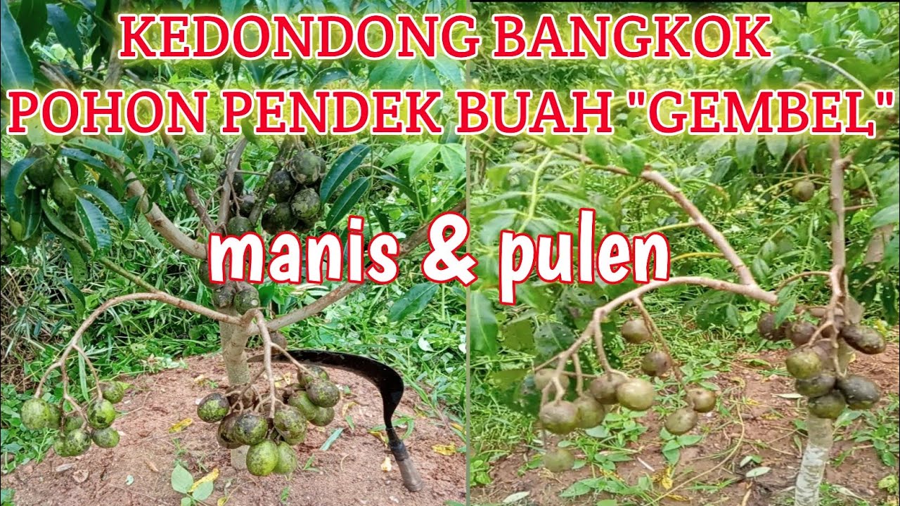 Pohon Kedondong Bangkok, Pokok Pendek Buah Gembel