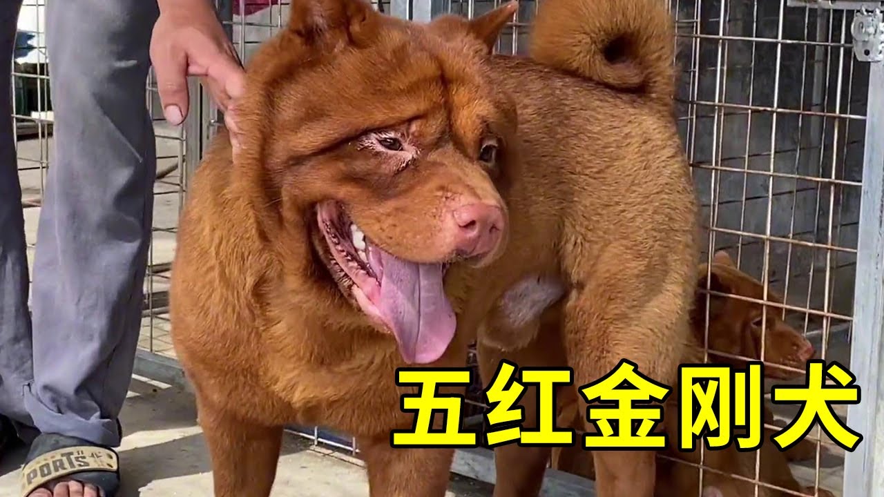 全网最红最火爆的超级种公，五红金刚犬霸气出场，果断拿下！ #五红犬#五红金刚犬#梁风有信