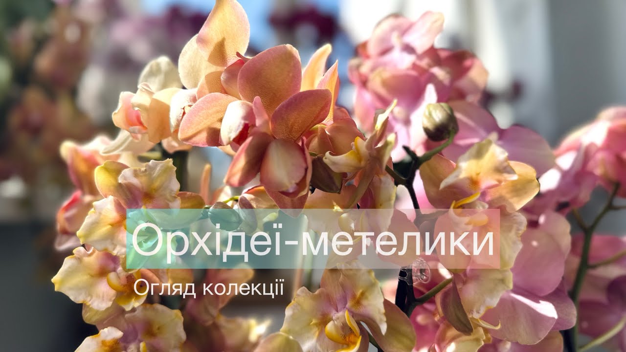 Орхідеї-метелики🦋Огляд колекції🌿Знайомство #orchid #orchidslovers #phalaenopsis #орхідеї