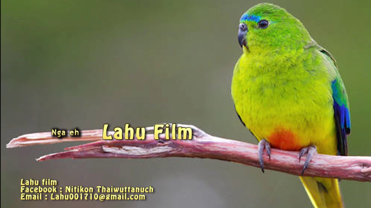 เพลงลาหู่เพราะๆ Lahu song nga eh 2017-2018
