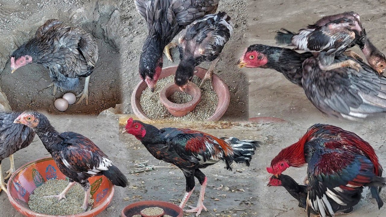 Hen Hatching 11 Eggs || Only One Baby Hatched Out Of Eleven Eggs || Chicken Baby Growth Video