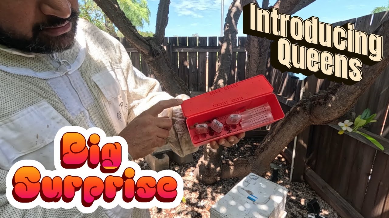 Learning Beekeeping EP10- Introducing a Queen