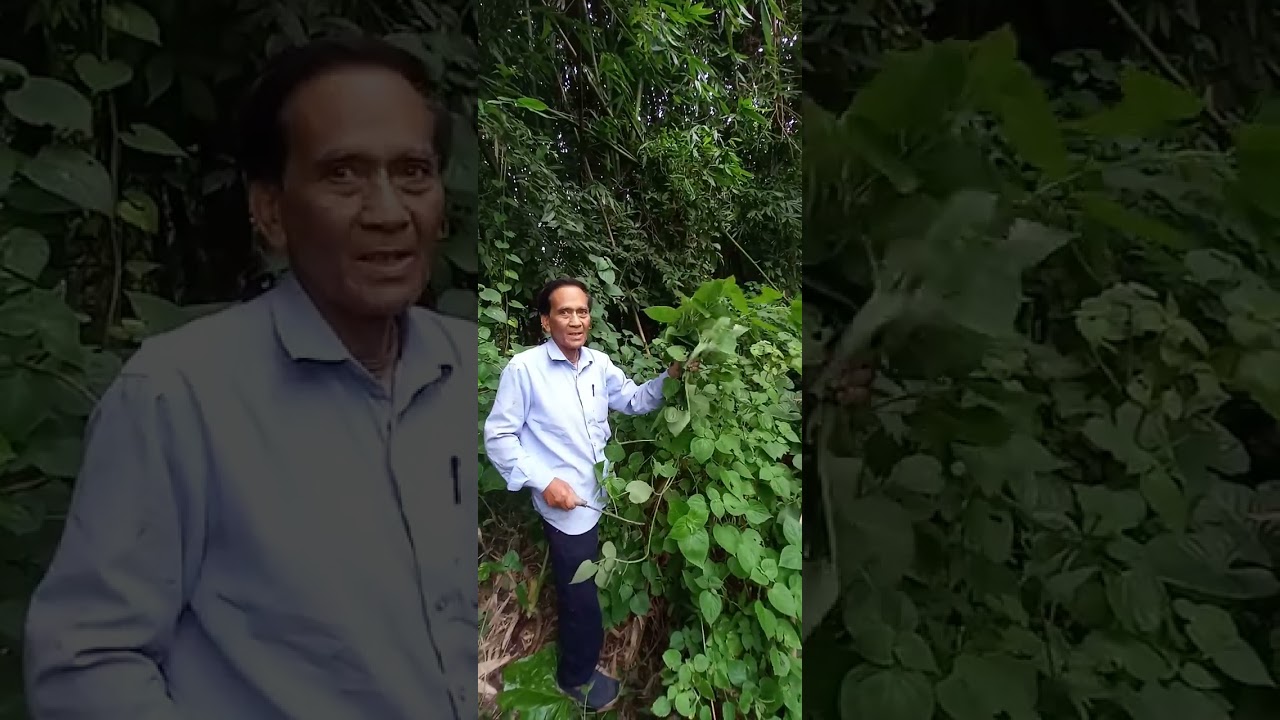 Collecting Sangbrei leafs for Ima chenghi 