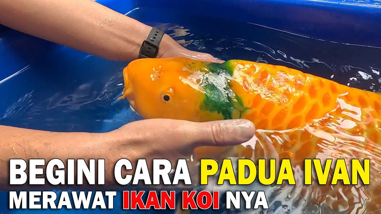 TIDAK HANYA MERAWAT AIR, BAKTERI SANGAT PENTING UNTUK KESEHATAN IKAN KOI