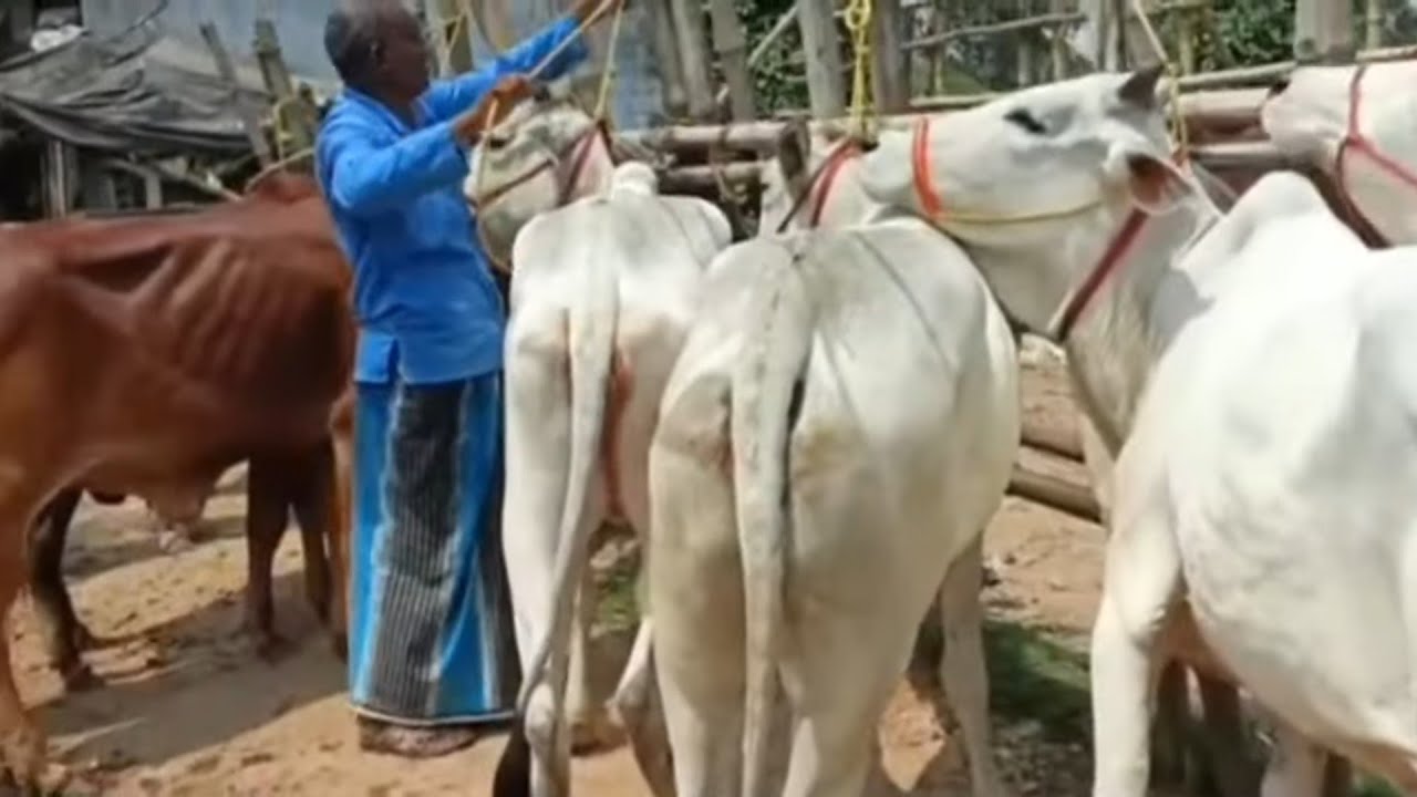 Saksar Hat || Trening Viral Beautiful Cows Sale