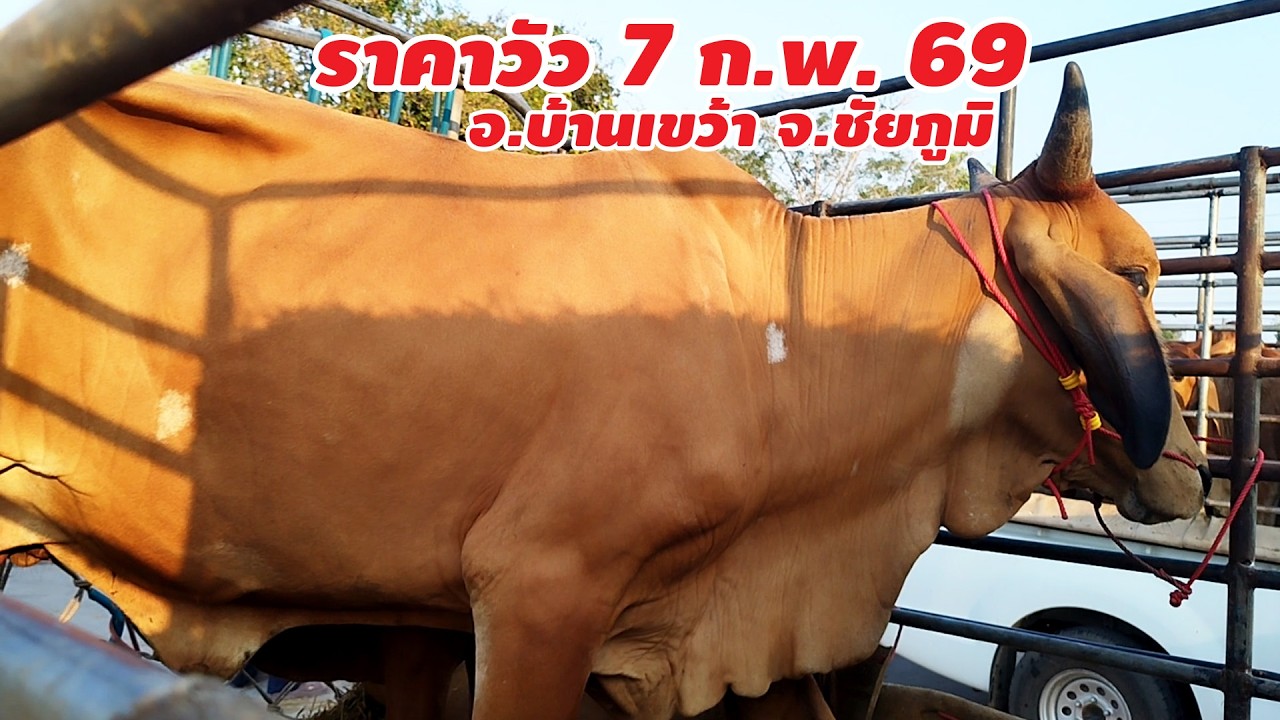 ราคาวัว 7 กุมภาพันธ์ 2569 อ.บ้านเขว้า จ.ชัยภูมิ เปิดวันพุธและวันเสาร์