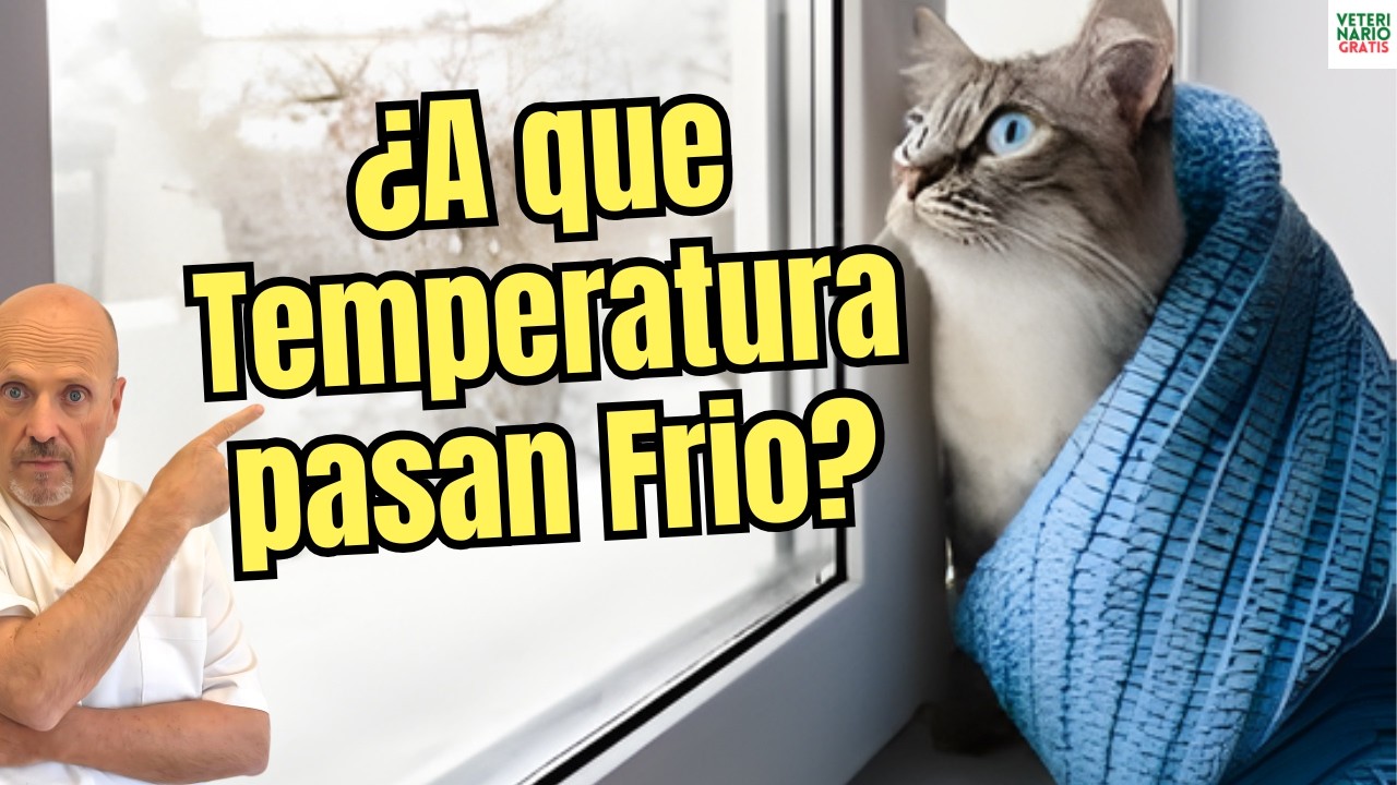 🐱❄️ ¿A QUE TEMPERATURA PASAN FRIO LOS GATOS? SEÑALES, TEMPERATURA PELIGROSA Y COMO PROTEGERLOS 🐱❄️
