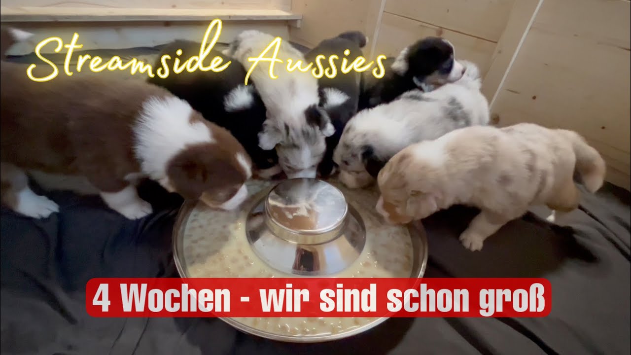 4 Wochen alte Welpen | Welpentagebuch | Australian Shepherd | Streamside Aussies