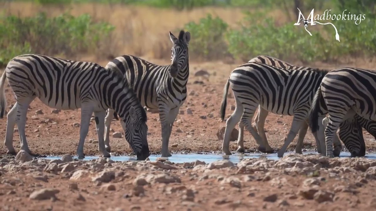 Life at the Waterhole | Wildlife of Etosha National Park