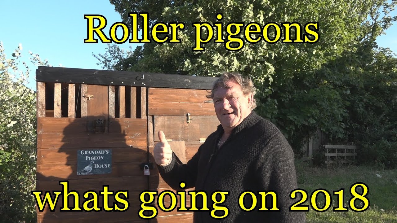 roller pigeons june 2018