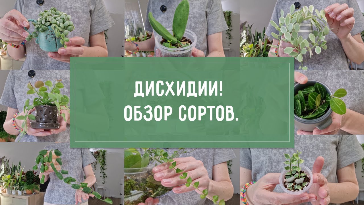 ДИСХИДИИ. ОБЗОР моей коллекции.