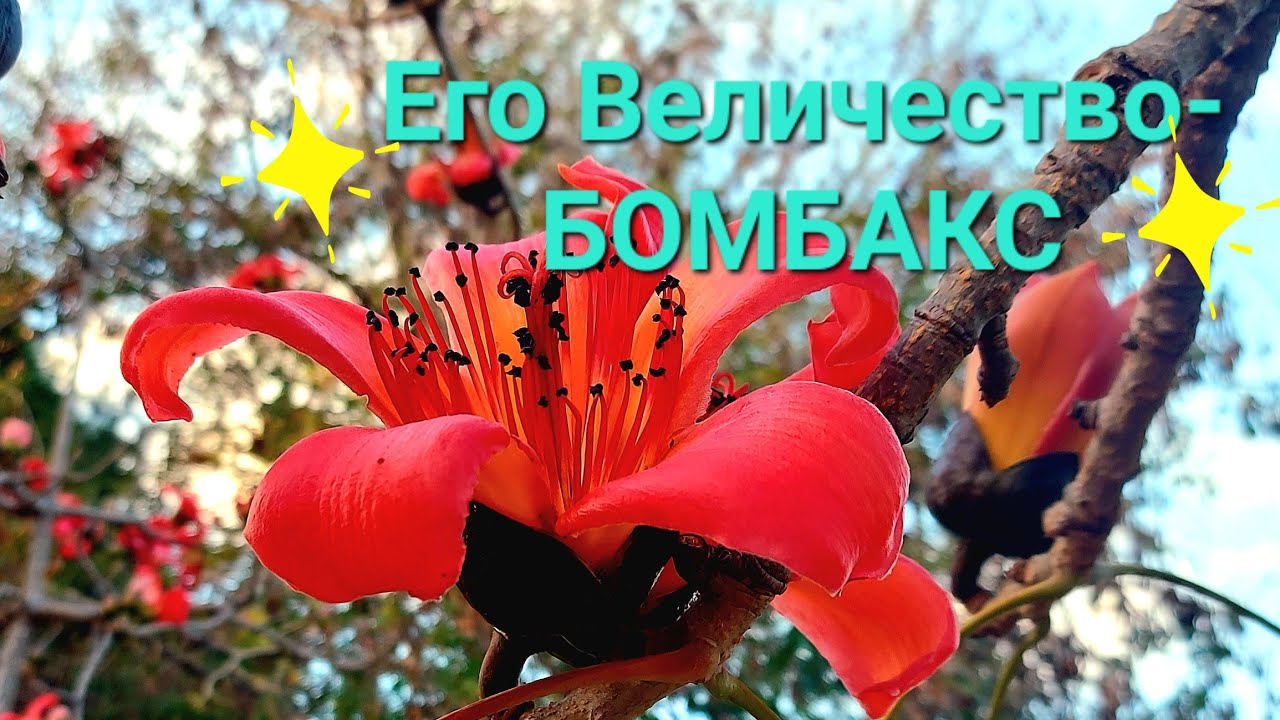 Знакомьтесь:Его Величество- Бомбакс!#israel #trees #впарке