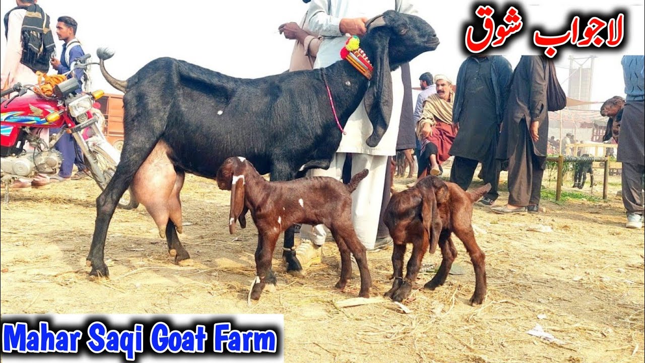 Bakra Mandi Sahiwal ki apdate Bateel Bachon wali bakriyan | Mahar Saq Goat Farm