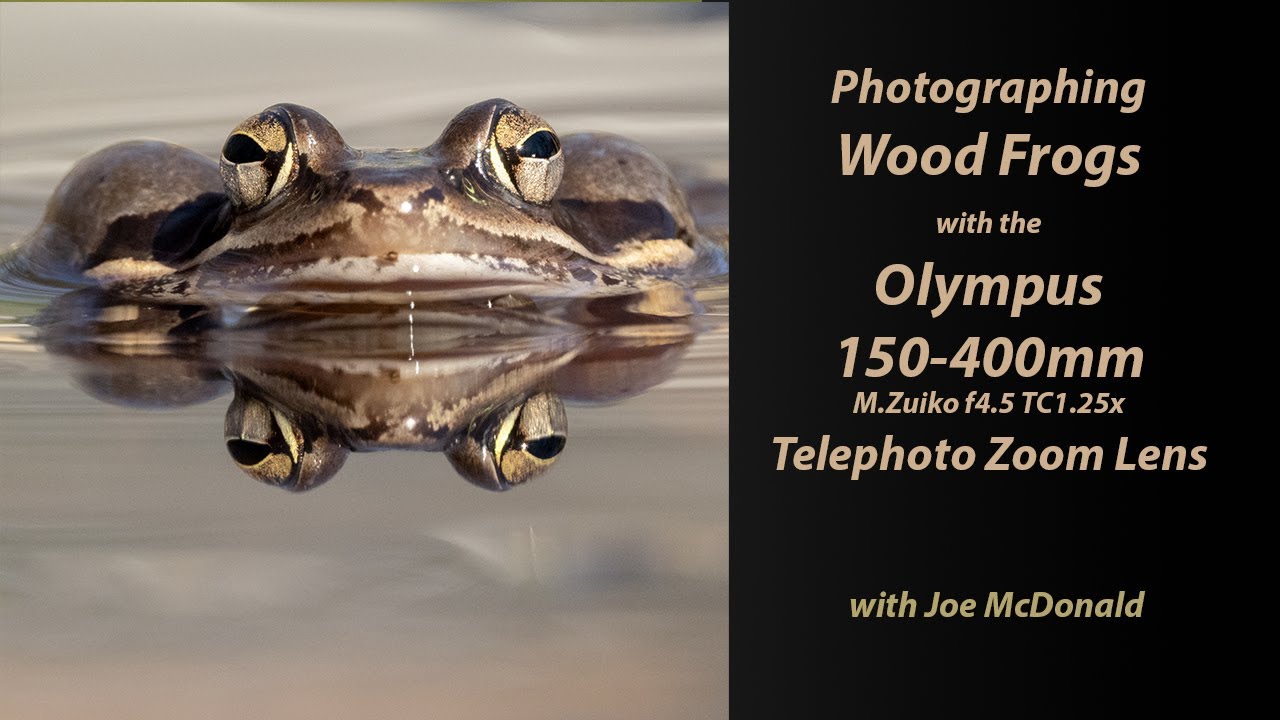 Photographing Wood Frogs with the Olympus 150 400mm f4 5 TC1 25x IS Pro Lens