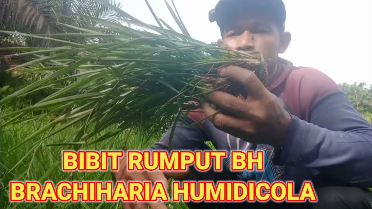 READY BIBIT RUMPUT BH