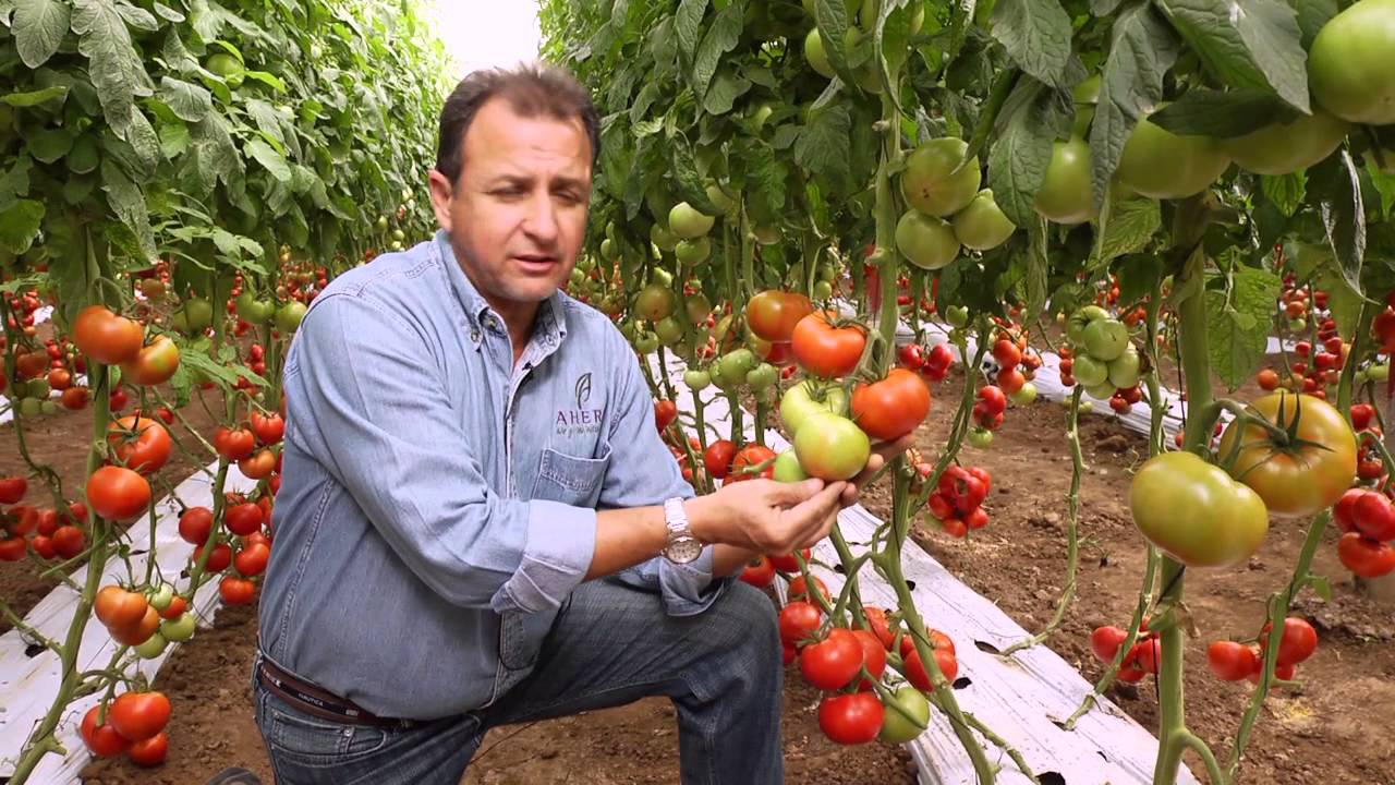 Tomates - Lezaforta - Enza Zaden