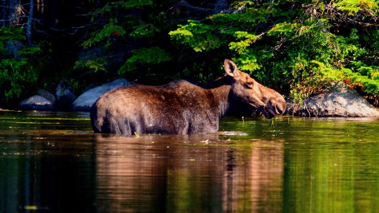 BAXTER STATE PARK, MAINE - MOOSE & A FEW CAMPGROUNDS