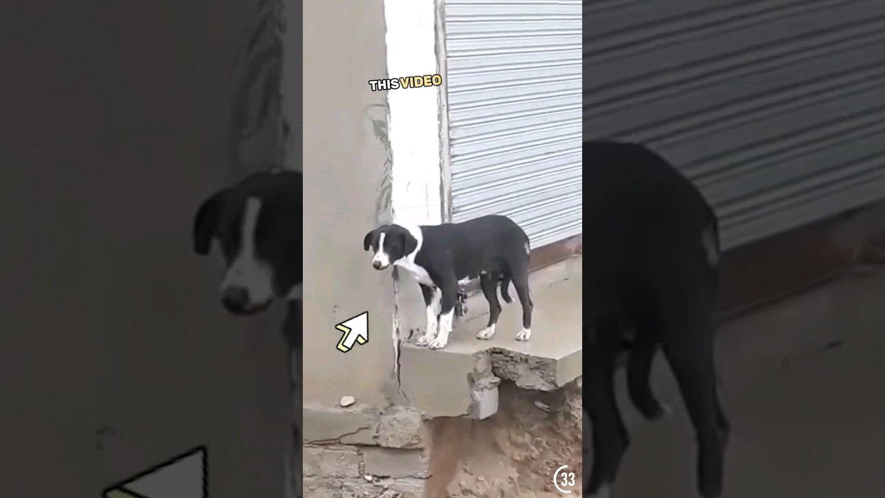 Dog stuck in flood, then this happens 🤯