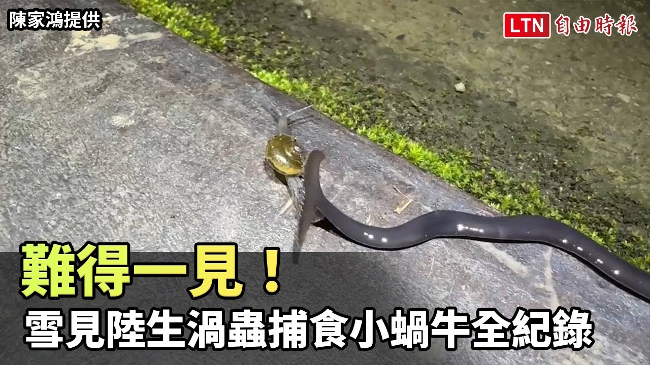 難得一見！ 雪見陸生渦蟲捕食小蝸牛全紀錄(陳家鴻提供)