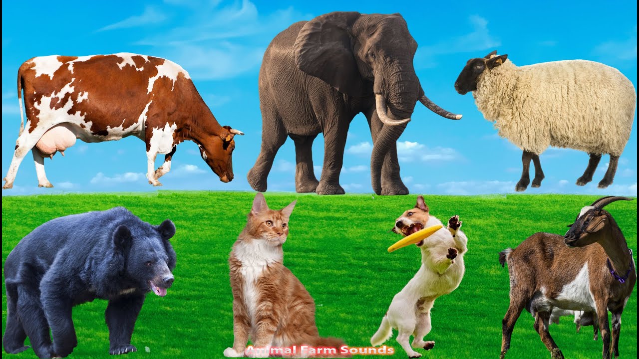 Cute Animals Collection: Sheep, Cow, Goat, Dog, Chicken, Cat, Elephant - Animal Sounds