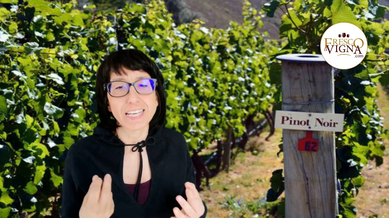Il pinot nero. Il più capriccioso tra i vitigni.