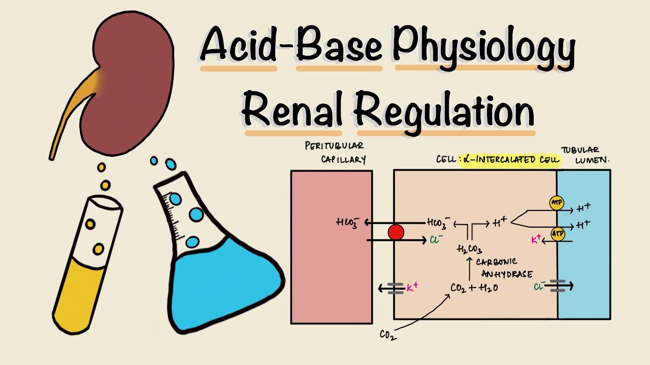 Acid Base Physiology | Part Three | Renal Regulation | Acidification of Urine | Renal Physiology
