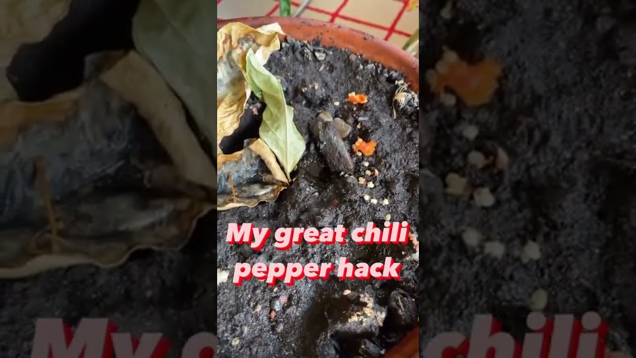 #chili #hack #chilli #chilihack #chillihack #habaneropeppers #peppers #seeds #planting #growingfood