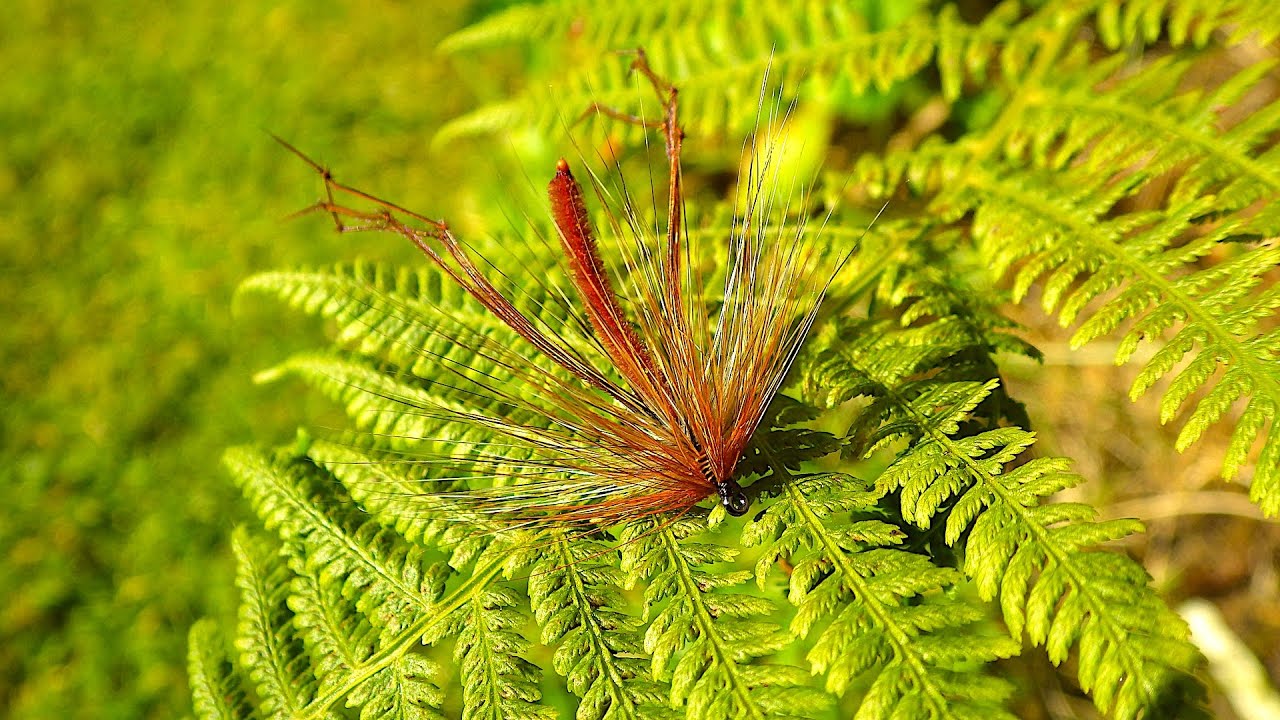 Tying a Simple Daddy Long Legs by Davie McPhail