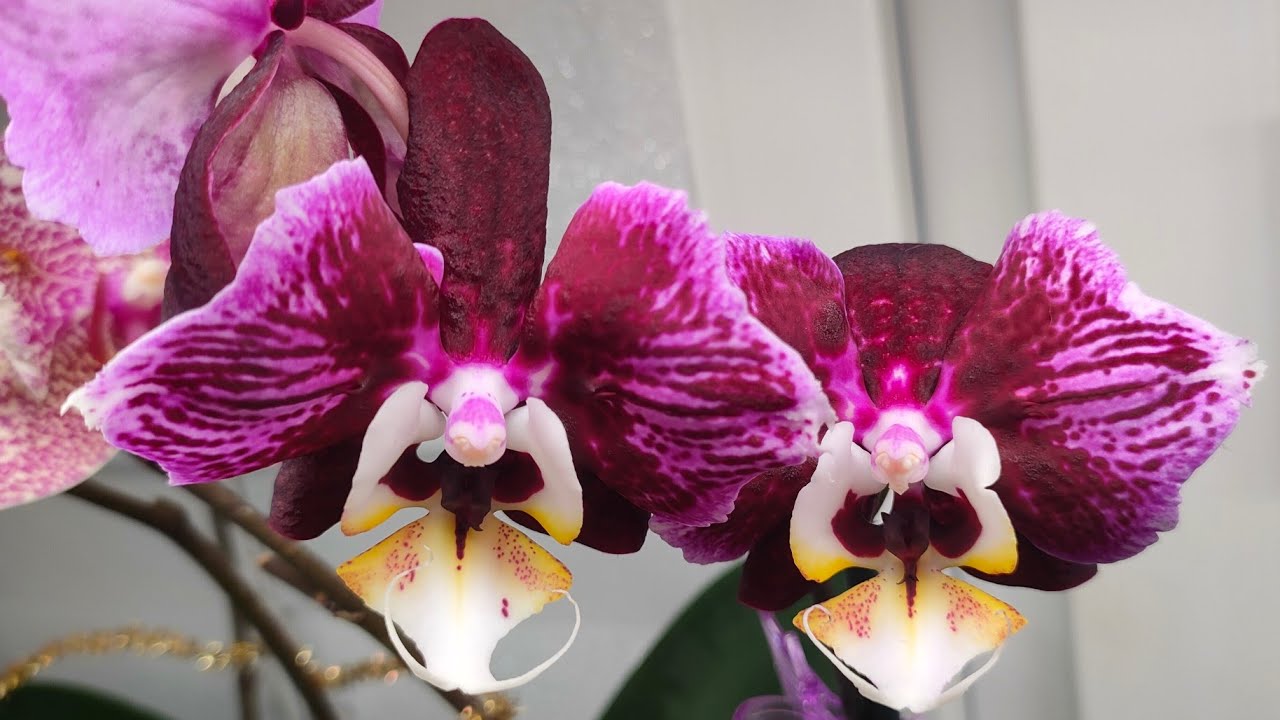 Очарования и разочарования в новых роспусках орхидей 🎁