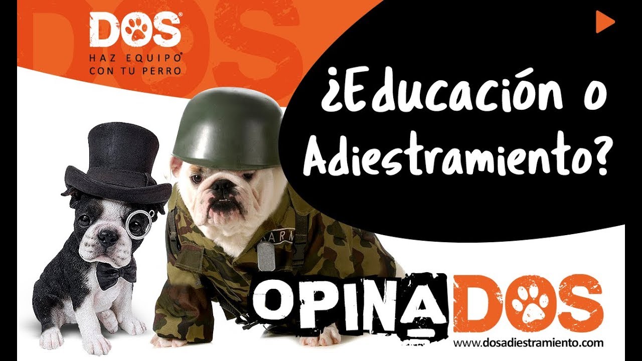 EDUCACIÓN O ADIESTRAMIENTO - ¿Qué es más importante?