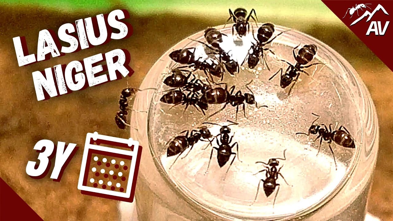 Черные садовые муравьи | Lasius Niger спустя 3 года