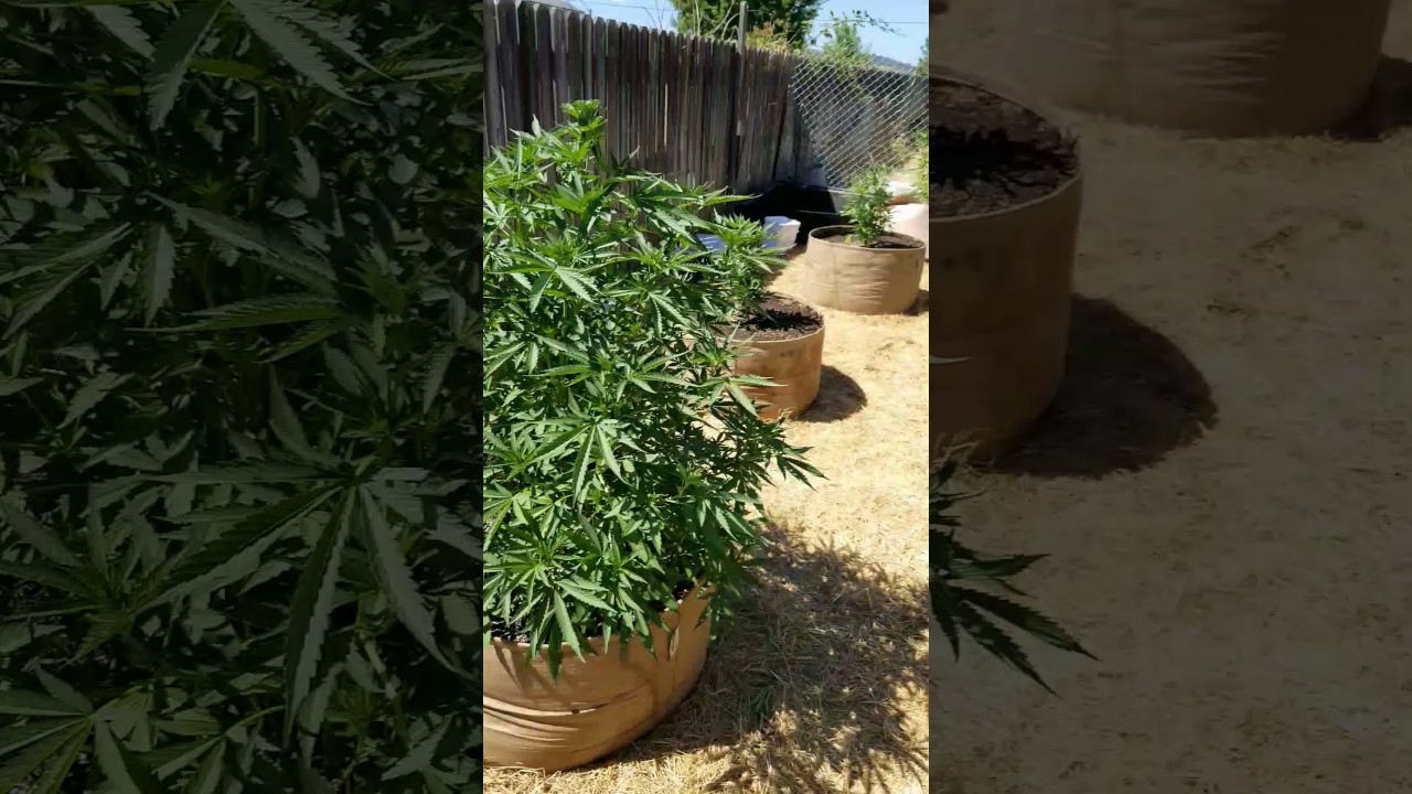 2017 outdoor grow ommp