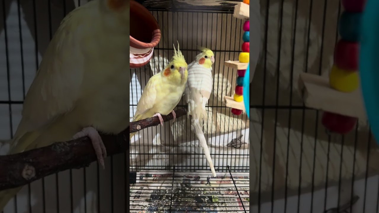 Cockatiel sab samjhta hai💞🥰#viralvideo#love#sound#explore#ytshorts 