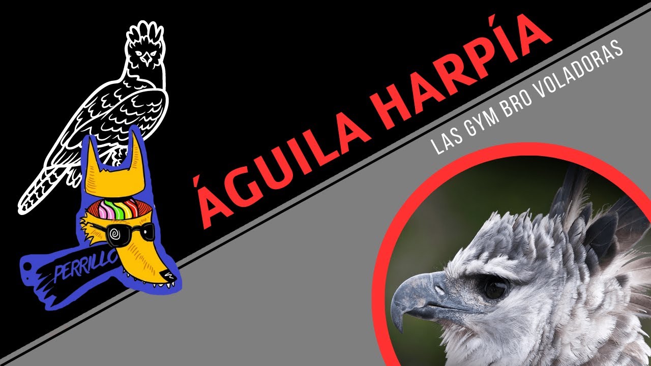 Águilas Harpía: La verdadera emperatriz de la jungla. | Ep 38 | CULTURA COLMILLUDA