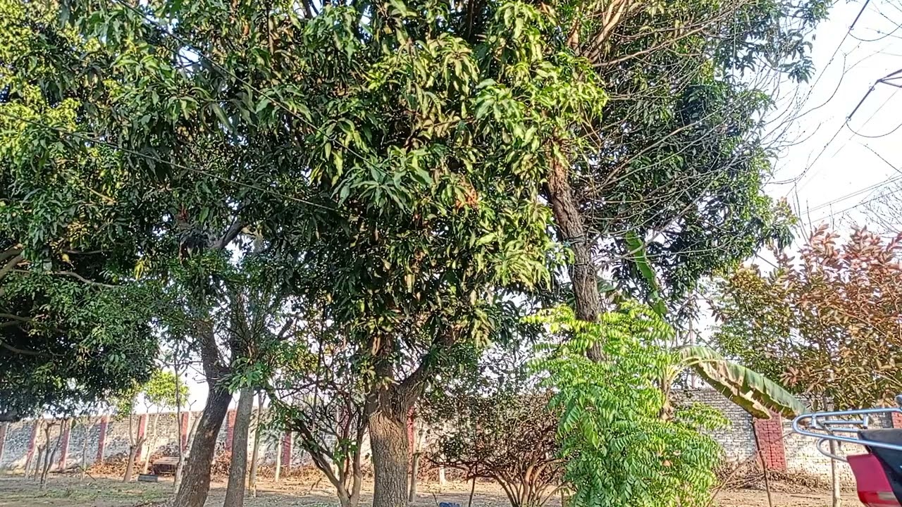 Gentle Wind & Birds Chirping 🌿 | Pure Nature Sounds | Relaxing Tree Ambience