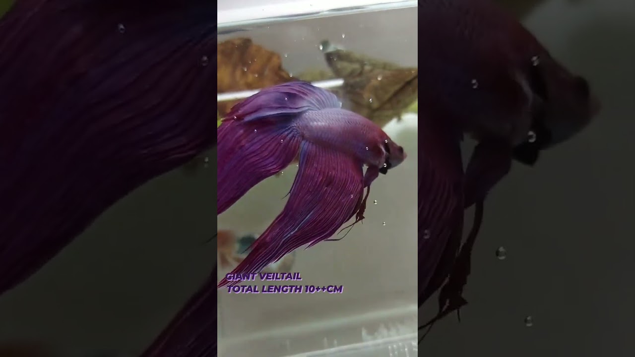 GIANT VEILTAIL SUPER PURPLE RARE PREMIUM #beta #viralshorts